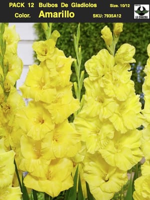Pack 12 Bulbos de Gladiolos Importados  . Color: Amarillo  Size: 10/12