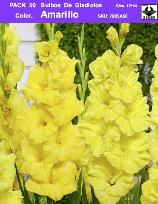 Pack 50 Bulbos de Gladiolos Importados  . Color: Amarillo  Size: 12/14