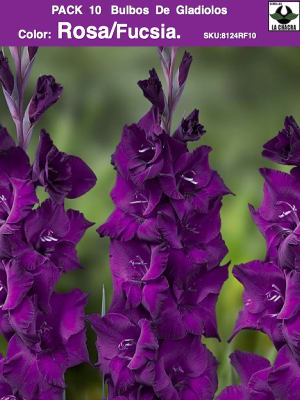 Pack 10 Bulbos de Gladiolos Color: Rosa/Fucsia