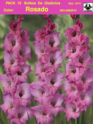 Pack 10 Bulbos de Gladiolos Importados  . Color: Rosado Size: 12/14