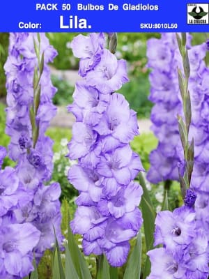 Pack 50 Bulbos de Gladiolos Importados  . Color: Lila