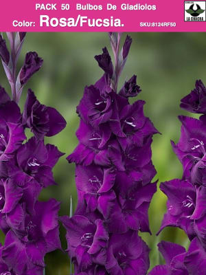 Pack 50 Bulbos de Gladiolos Importados  . Color:Rosa/Fucsia.
