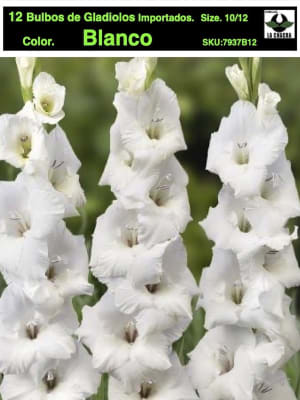 Pack 12 Bulbos de Gladiolos Importados  . Color: Blanco. SIze: 10/12