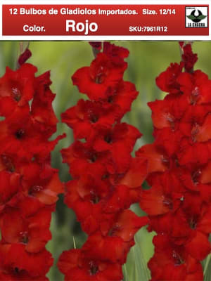 Pack 12 Bulbos Gladiolos Importados. Color. Rojo Size: 12/14