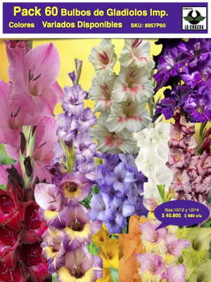 Pack 60 Bulbos de Gladiolos Colores Variados Size. 10/12 y 12/14