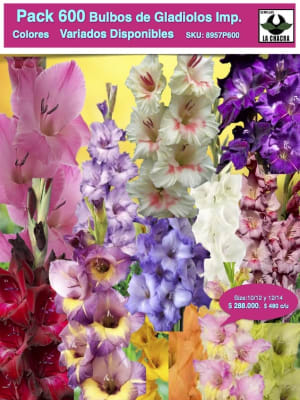 Pack 600 Bulbos de Gladiolos Colores Variados Size. 10/12 y 12/14