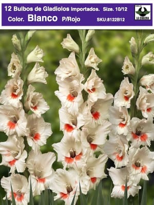 Pack 12 Bulbos de Gladiolos Importados  . Color: Blanco C/Rojo  Size: 10/12
