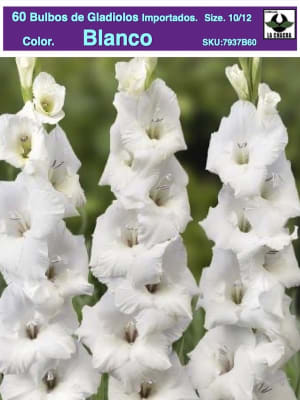Pack 60 Bulbos de Gladiolos Importados  . Color: Blanco