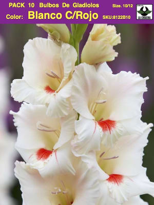 Pack 10 Bulbos de Gladiolos Importados  . Color: Blanco C/Rojo  Size: 12/14