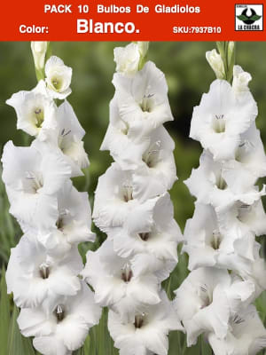 Pack 10 Bulbos de Gladiolos Importados  . Color: Blanco