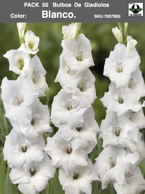 Pack 50 Bulbos de Gladiolos Importados  . Color: Blanco