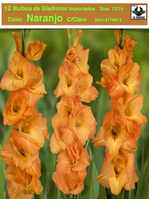 12 Bulbos de Gladiolos. Color. Naranjo C/Claro. size: 12/14
