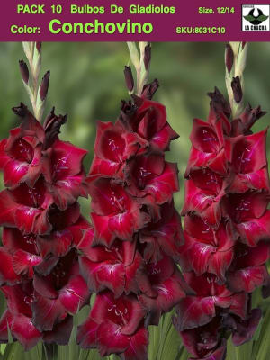 Pack 10 Bulbos de Gladiolos Importados  . Color: Conchovino  Size: 12/14