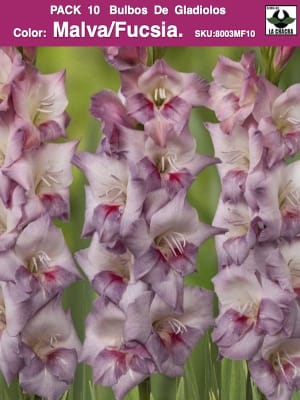 Pack 10 Bulbos de Gladiolos Importados  . Color: Malva/Fucsia