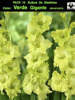 Pack 10 Bulbos de Gladiolos Importados  . Color: Verde Gigante