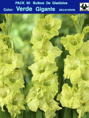 Pack 50 Bulbos de Gladiolos Importados  . Color: Verde Gigante