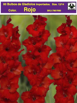 Pack 60 Bulbos de Gladiolos Importados  . Color: Rojo size: 12/14
