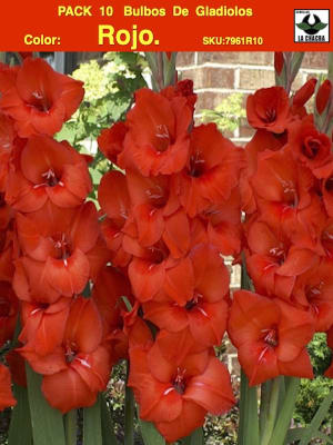 Pack 10 Bulbos Gladiolos Importados. Color. Rojo