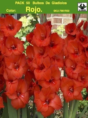 Pack 50 Bulbos de Gladiolos Importados  . Color: Rojo