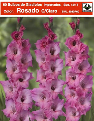 60 Bulbos de Gladiolos Color: Rosado Centro Claro. Size: 12/14