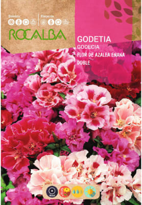 GODECIA Flor de Azalea
