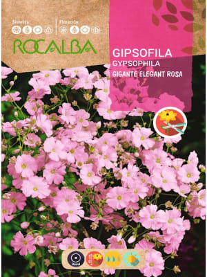 Gipsófila  