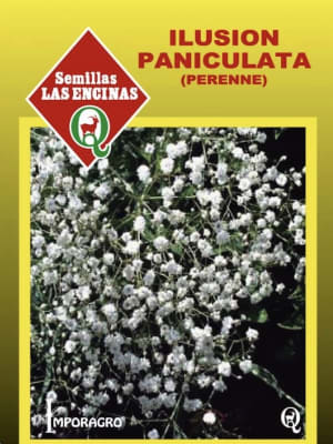Ilusion Paniculata Perenne