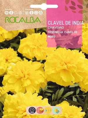 Clavel de la India Citronella Moro. Color: Amarillo 4G