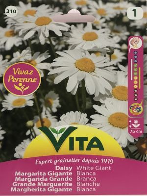 MARGARITA PERENNE BLANCA GIGANTE