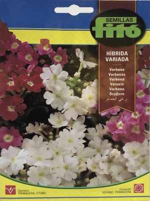 VERBENA HIBRIDA VARIADA