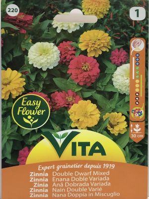 ZINNIA ENANA DOBLE. 30 cm.