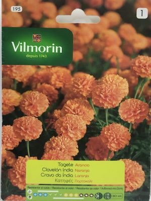 CLAVELON DE LA INDIA NARANJA