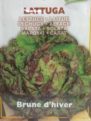 LECHUGA BRUNA DE INVIERNO