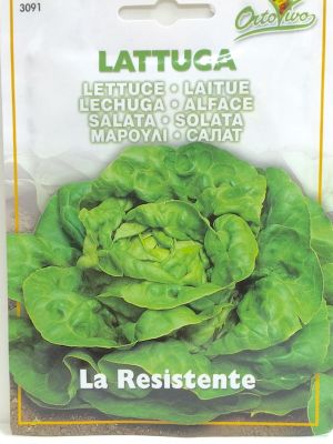 LECHUGA LA RESISTENTE