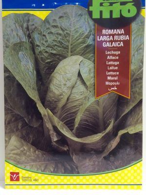 LECHUGA ROMANA LARGA RUBIA GALAICA