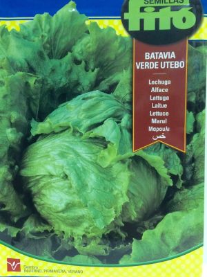 LECHUGA REPOLLADA BATAVIA VERDE UTEBO