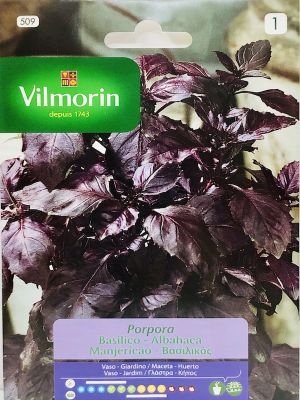 ALBAHACA PÚRPURA