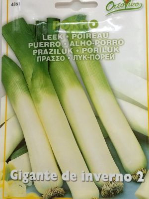 PUERRO GIGANTE DE INVIERNO