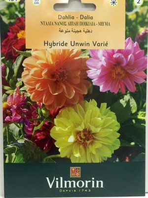 DALIA ENANA DOBLE COLORES VARIADOS