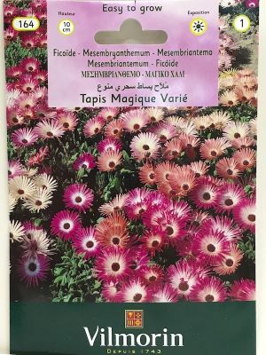 RAYITO TAPETE MAGICO (143I)