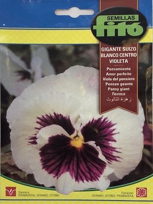 PENSAMIENTO GTE. SUIZO BLANCO C/VIOLETA