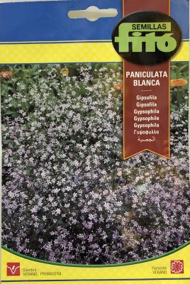 IILUSIÓN PANICULATA BLANCA , VIVAZ O PERENNE