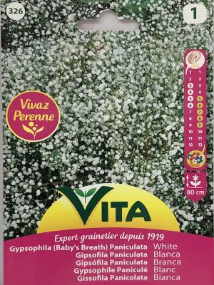 GIPSOFILA PANICULATA PERENNE  BLANCA