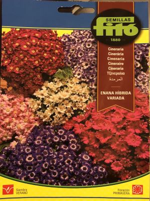 CINERARIA HIBRIDA VARIADA