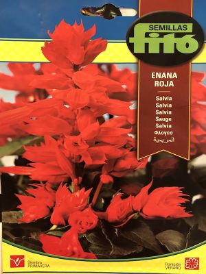 SALVIA ENANA ROJA
