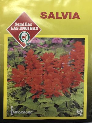 Salvia Slendens , Roja