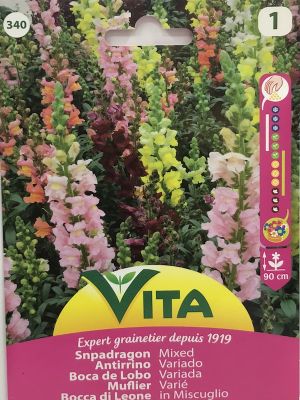 ANTIRRINOS. PERRITOS GIGANTE VARIADO