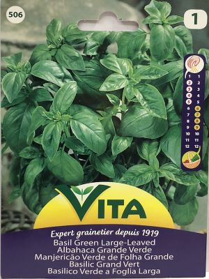 ALBAHACA GRANDE VERDE