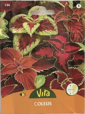 COLEUS COLORES VARIADOS
