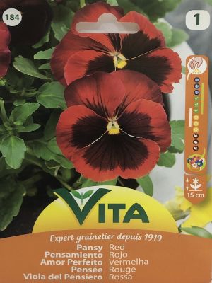 PENSAMIENTO GIGANTE  ROJO